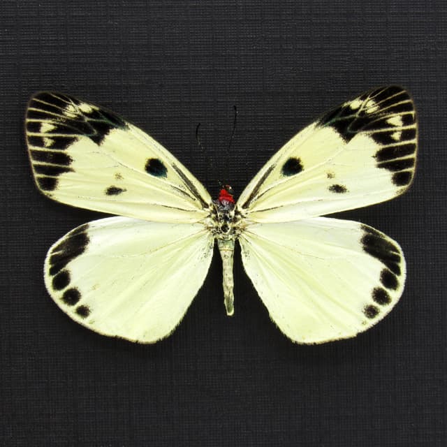 Rare pale yellow day flying moth framed taxidermy - Chalcosia phalaenaria