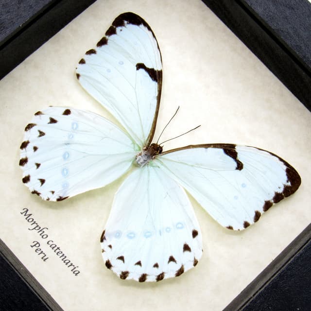 Real mint Morpho butterfly framed taxidermy - Morpho catenaria