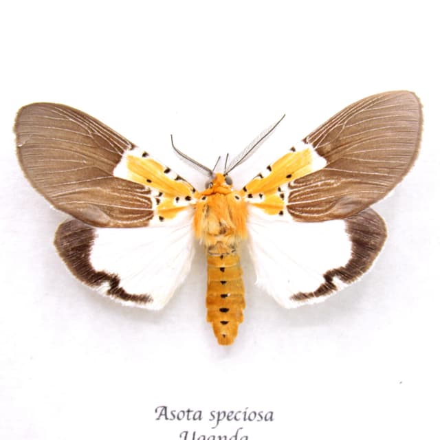 Real yellow African Erebid moth framed taxidermy - Asota speciosa