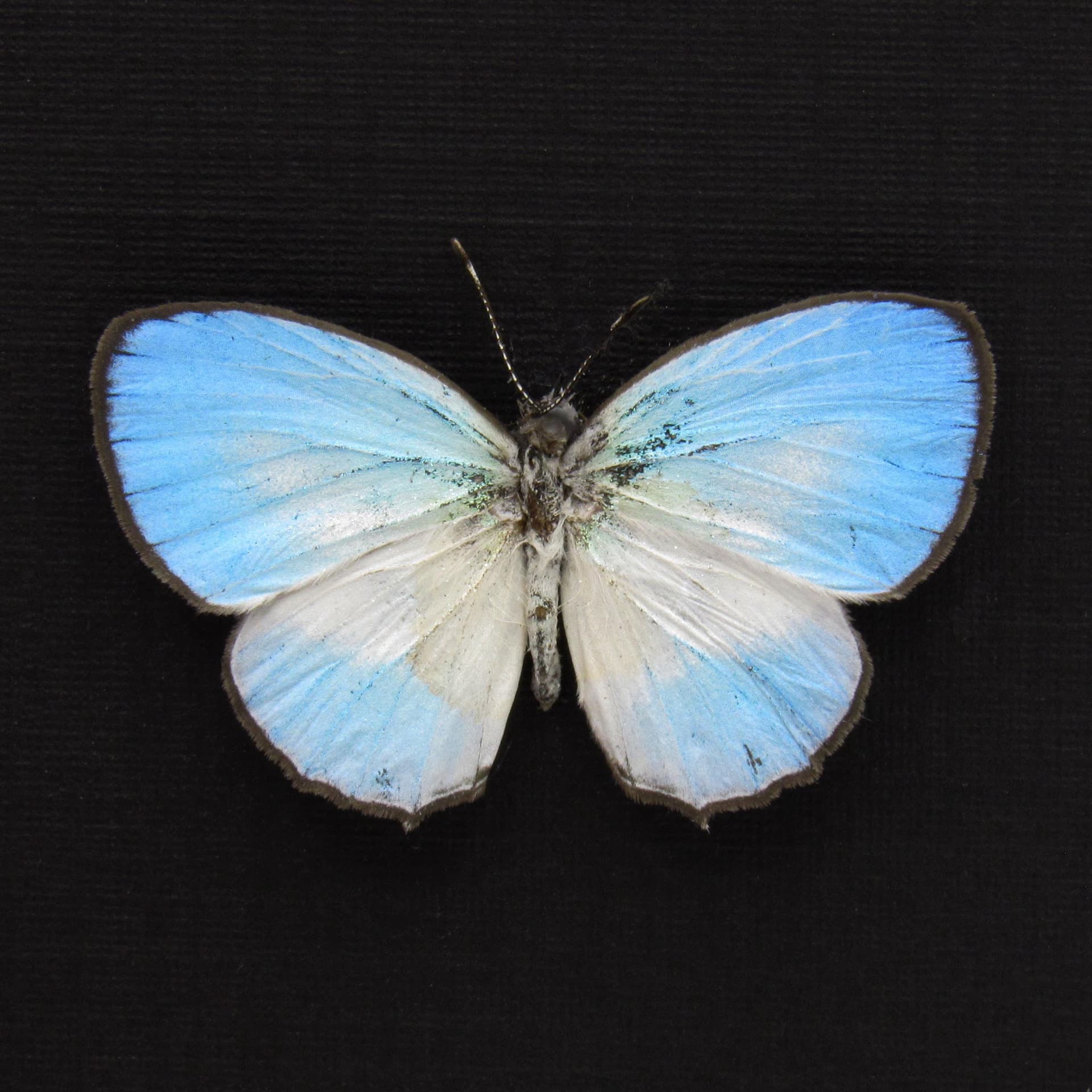 Real tiny blue butterfly framed taxidermy - Jamides euchylas - Victorian mount