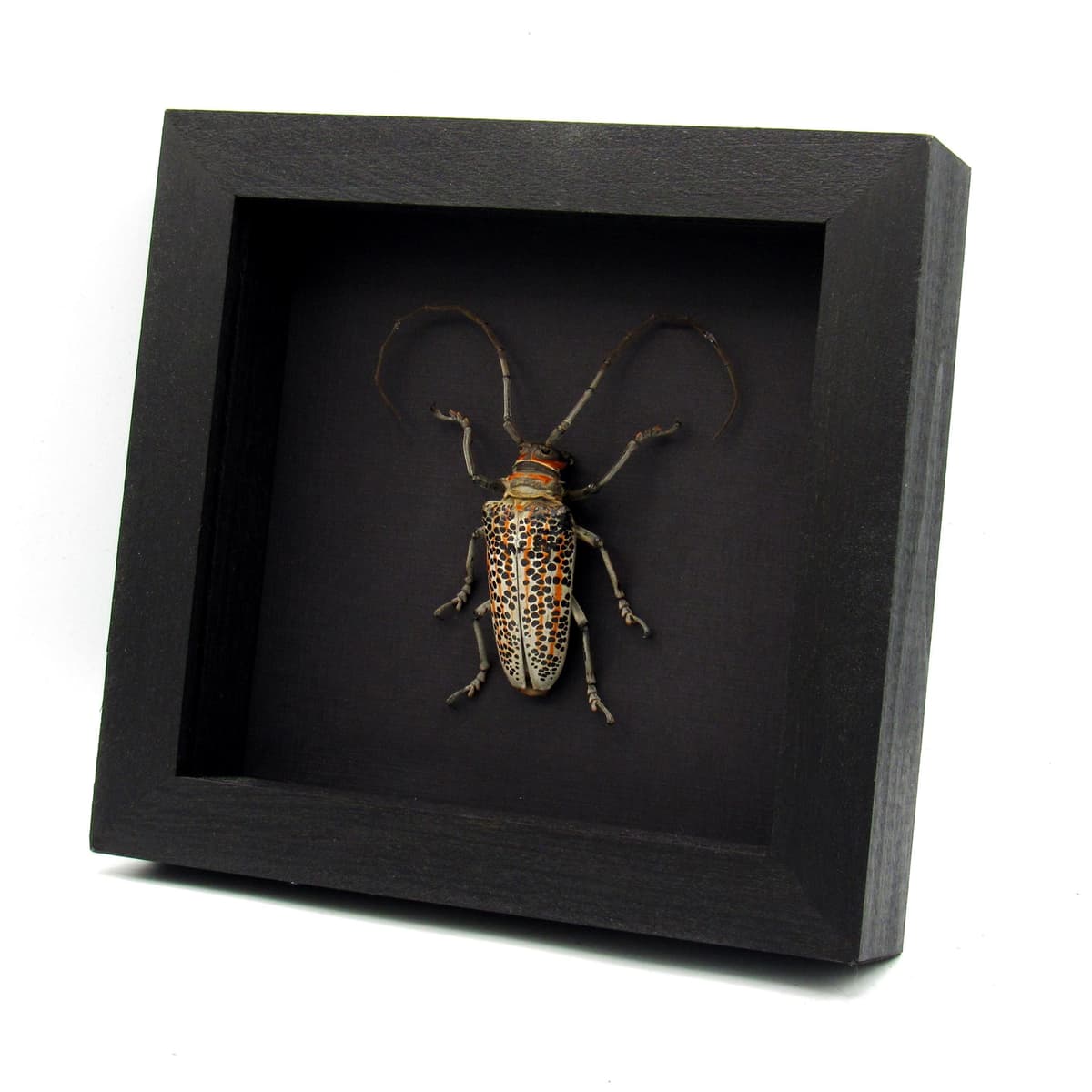 Rare Longhorn beetle framed taxidermy - Rosenbergia straussi - XL male