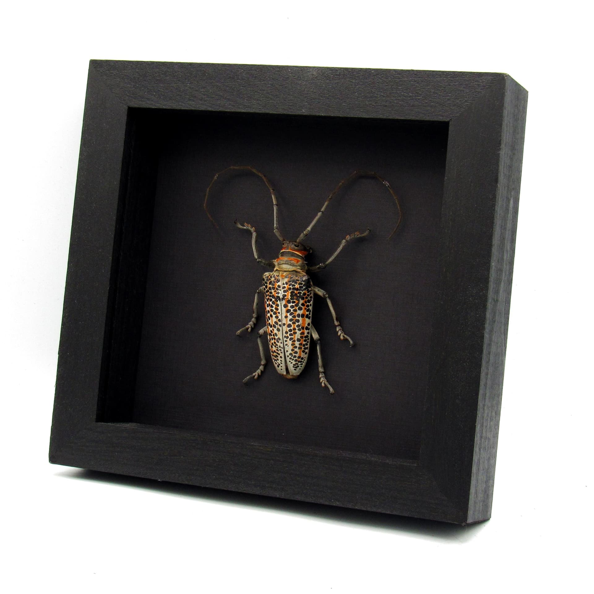 Rare Longhorn beetle framed taxidermy - Rosenbergia straussi - XL male