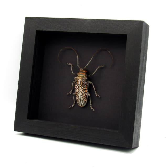 Rare Longhorn beetle framed taxidermy - Rosenbergia straussi - XL male
