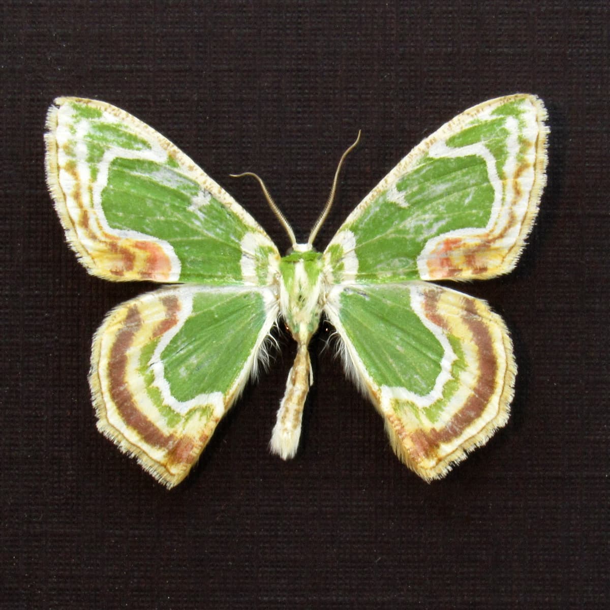 Real tiny green Geometer moth framed taxidermy - Eucyclodes sanguilineata