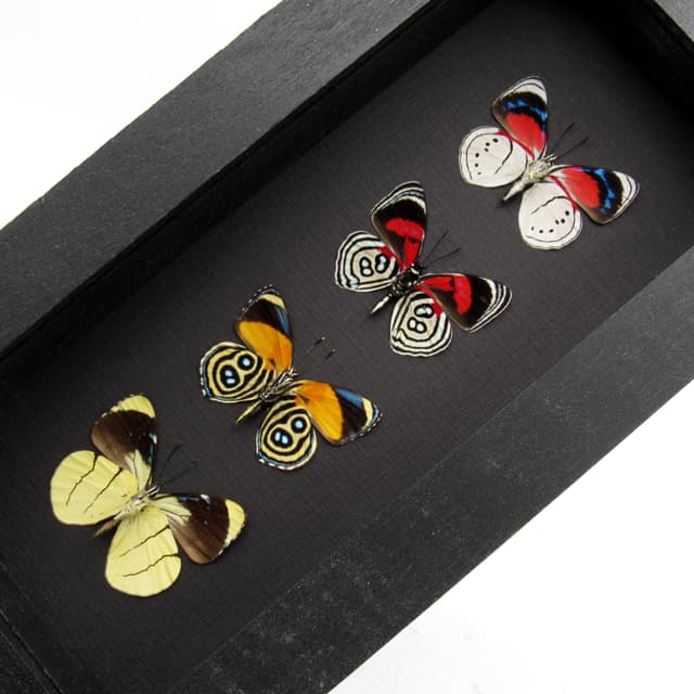 Real framed colorful Amazonian butterfly specimen collection