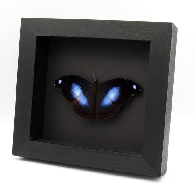 Real Great Blue Hookwing butterfly framed taxidermy - Napeocles jucunda - Victorian mount