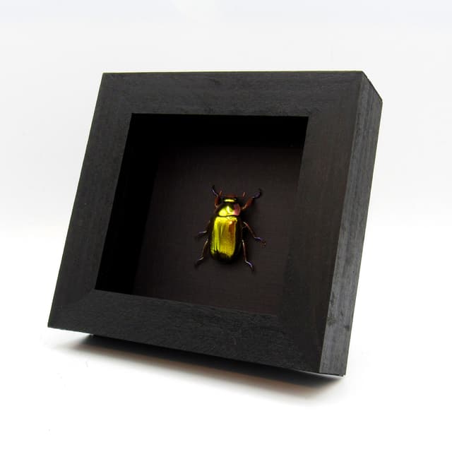 Very rare gold Jewel beetle framed taxidermy - Chrysina aurigans