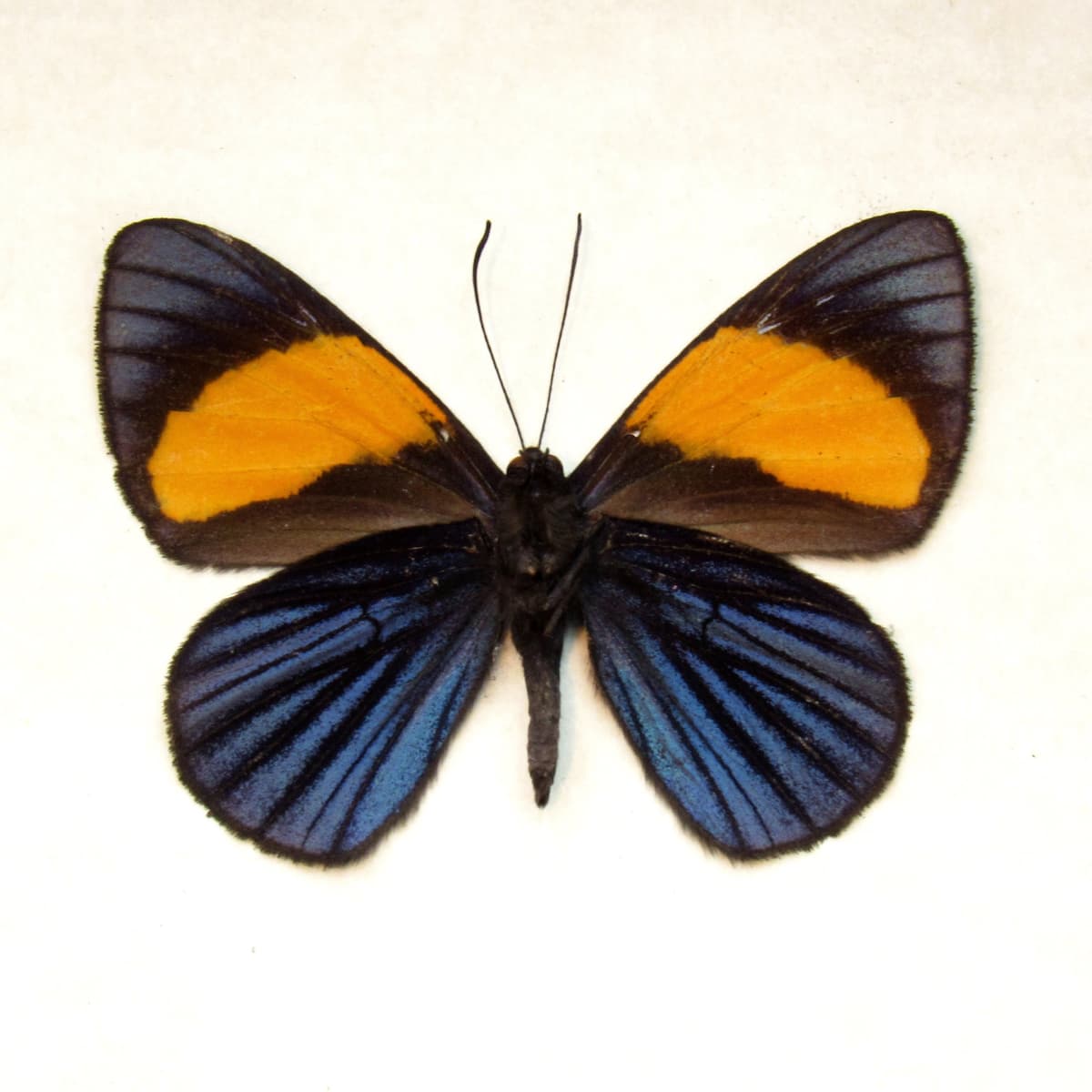 Rare Metalmark butterfly framed taxidermy - Lucillella camissa
