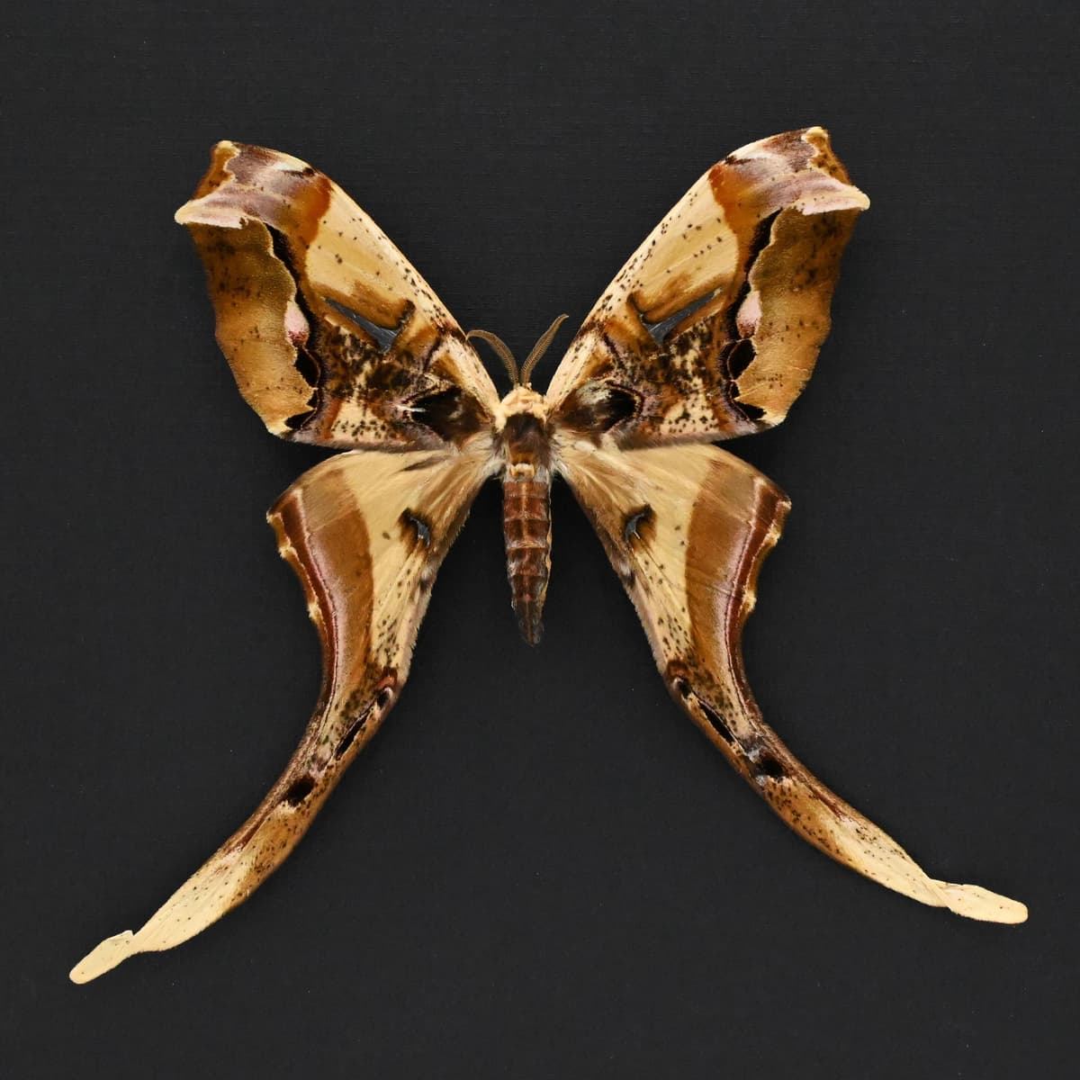 Rare Giant Saturn moth framed taxidermy - Copiopteryx derceto - female