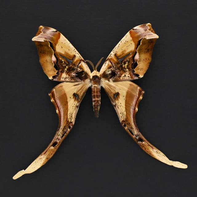 Rare Giant Saturn moth framed taxidermy - Copiopteryx derceto - female
