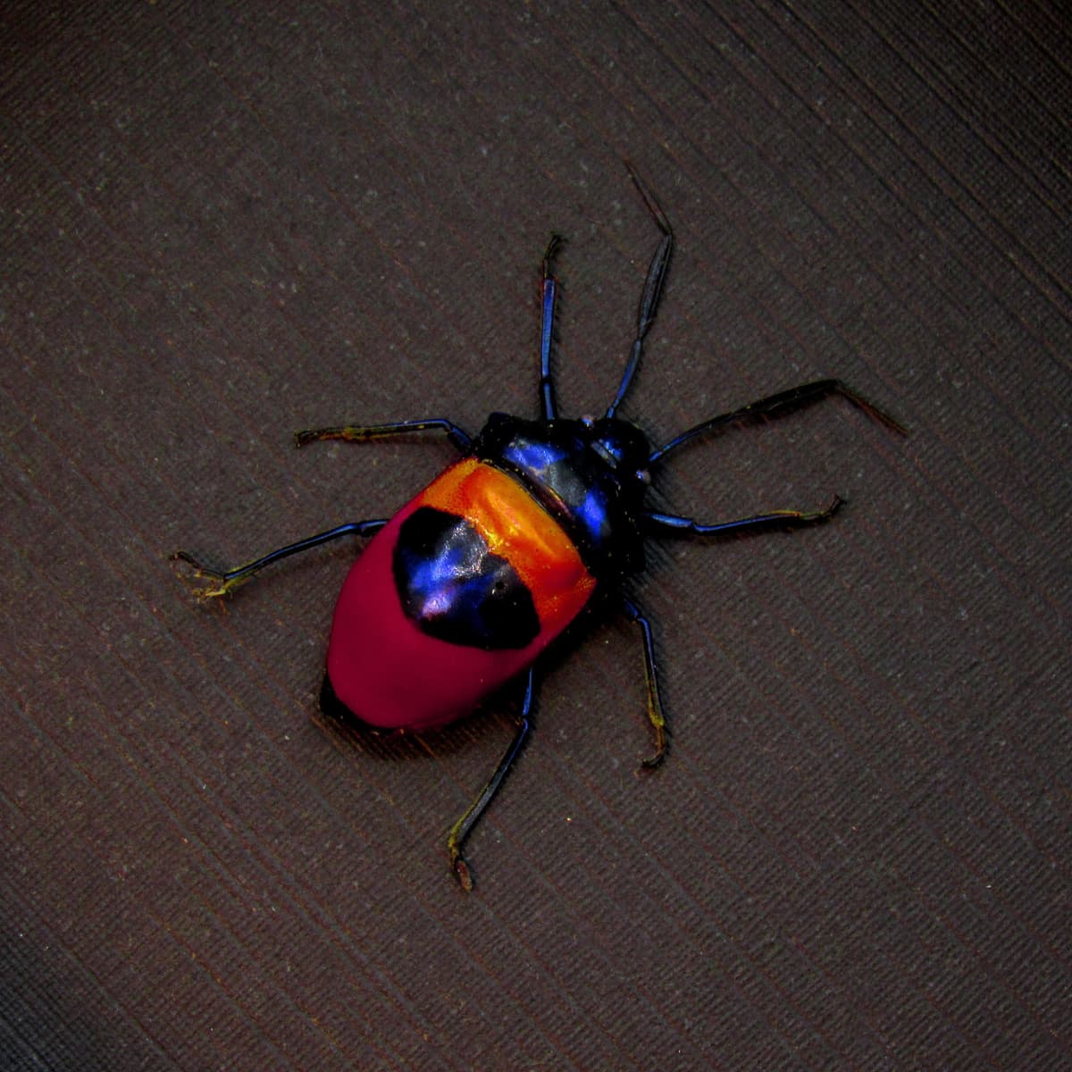 Rare metallic rainbow bug framed taxidermy - Scutelleridae species