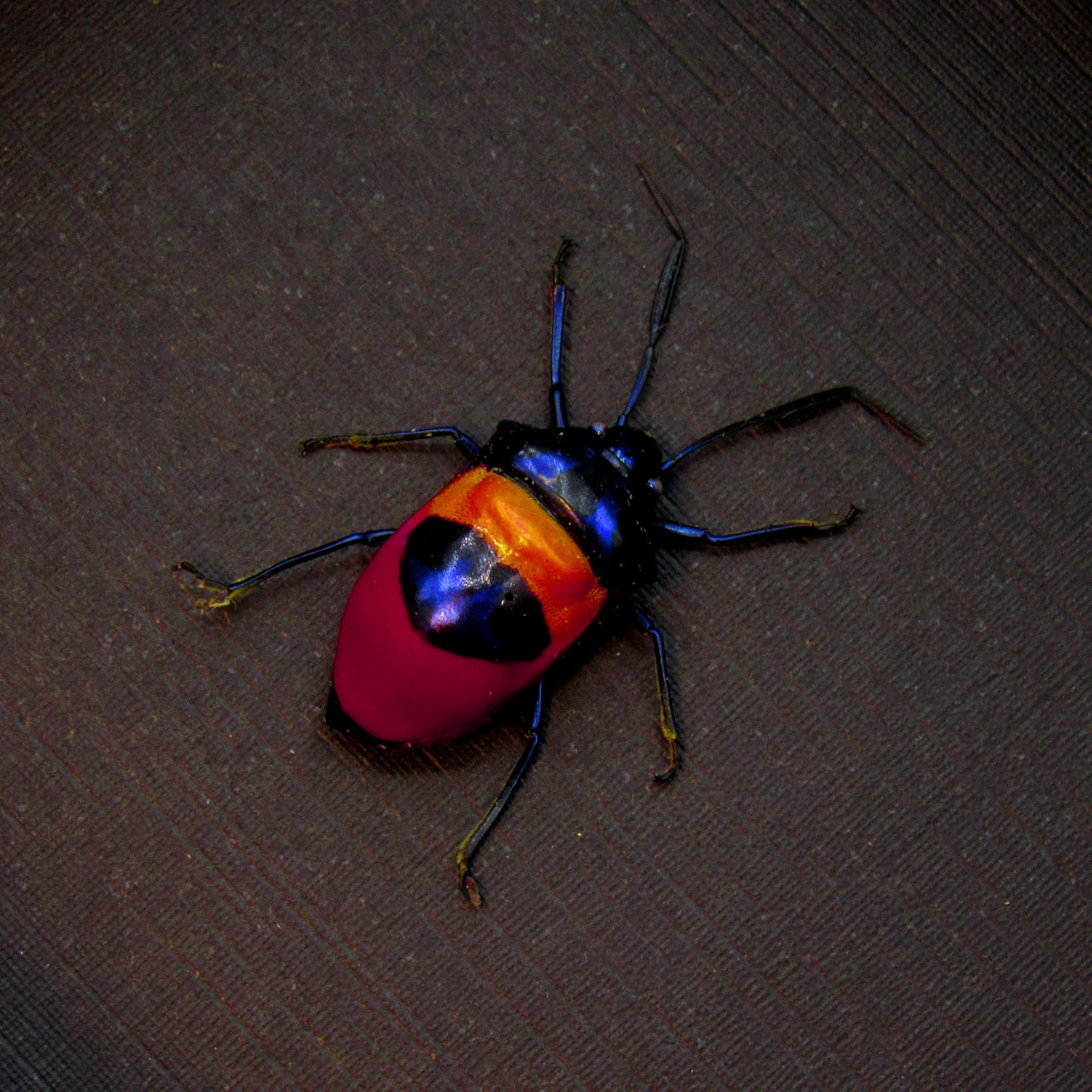 Rare metallic rainbow bug framed taxidermy - Scutelleridae species