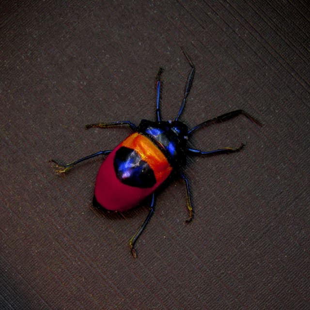 Rare metallic rainbow bug framed taxidermy - Scutelleridae species