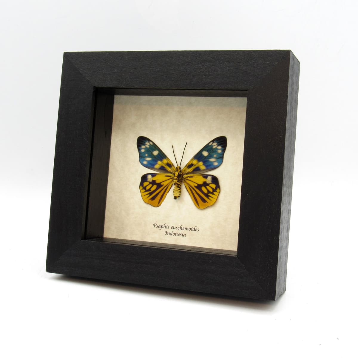 Rare yellow metallic Day Moth framed taxidermy - Psaphis euschemoides - female