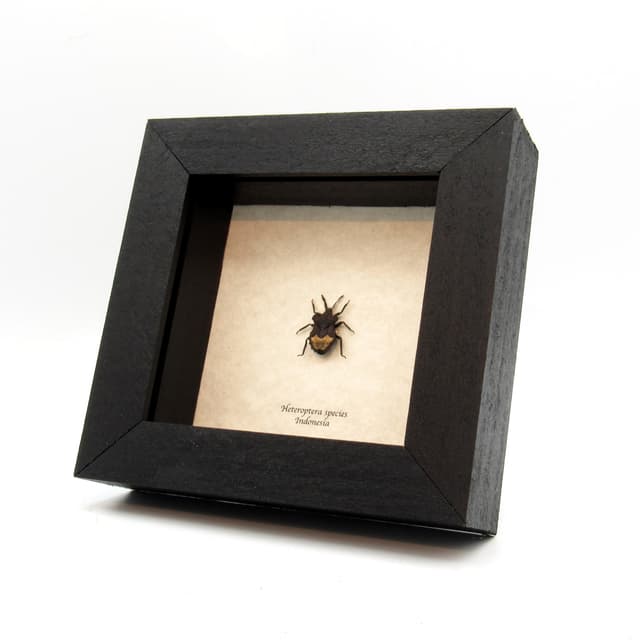 Real tiny Shield bug framed taxidermy - Heteroptera species