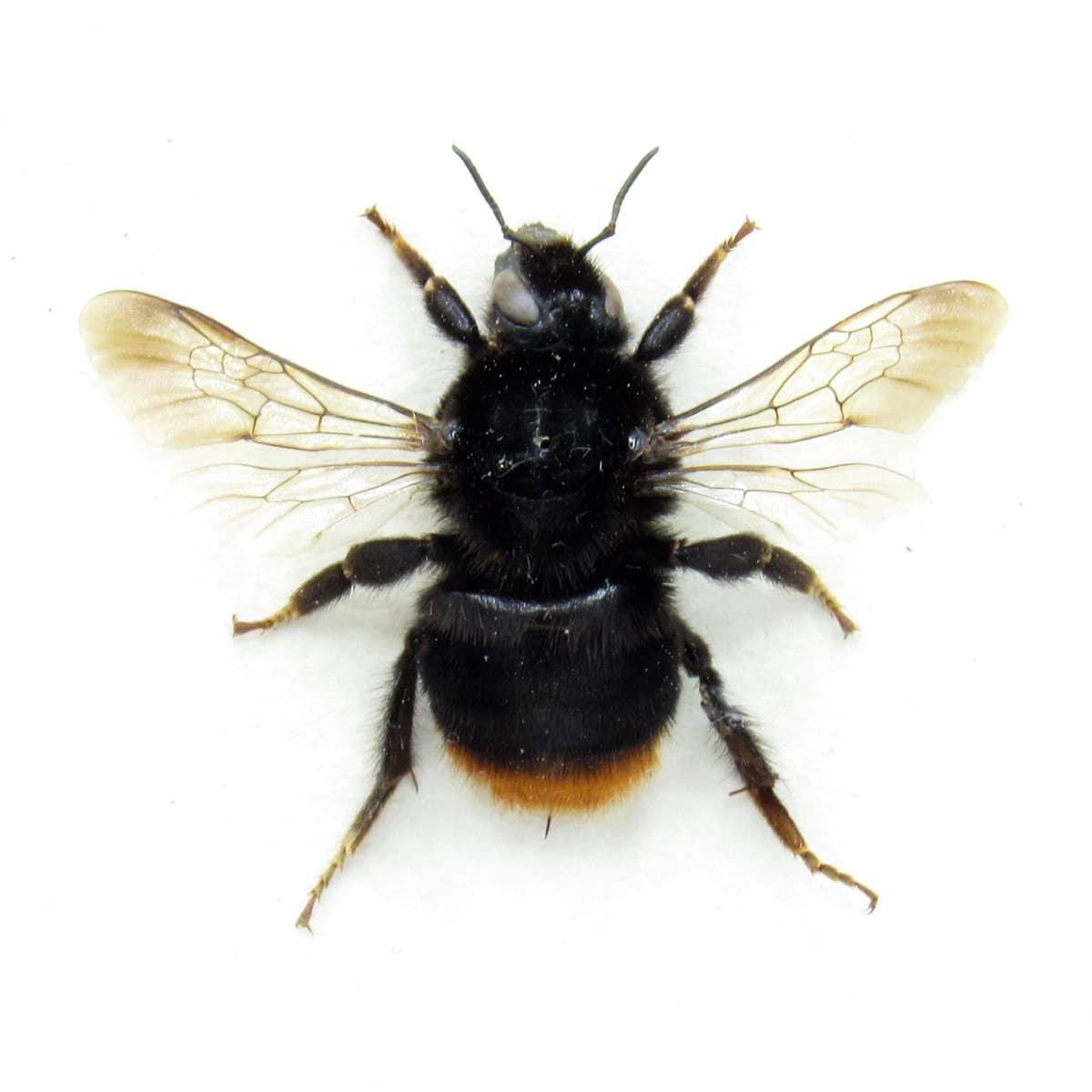 Real Red Tailed Bumblebee framed taxidermy - Bombus lapidarius - large