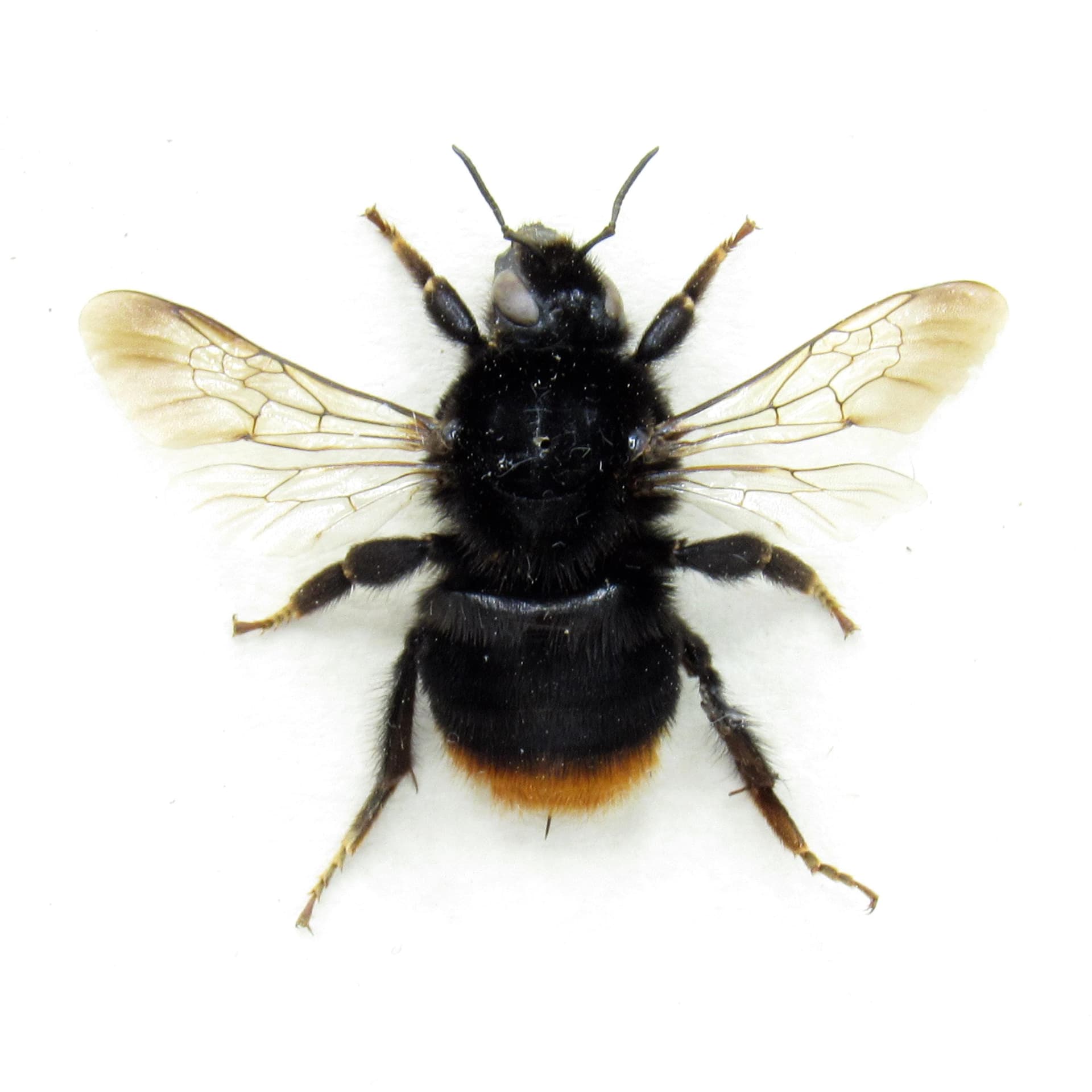 Real Red Tailed Bumblebee framed taxidermy - Bombus lapidarius - large