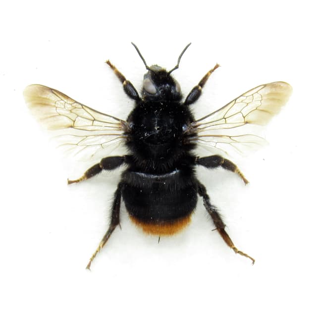 Real Red Tailed Bumblebee framed taxidermy - Bombus lapidarius - large