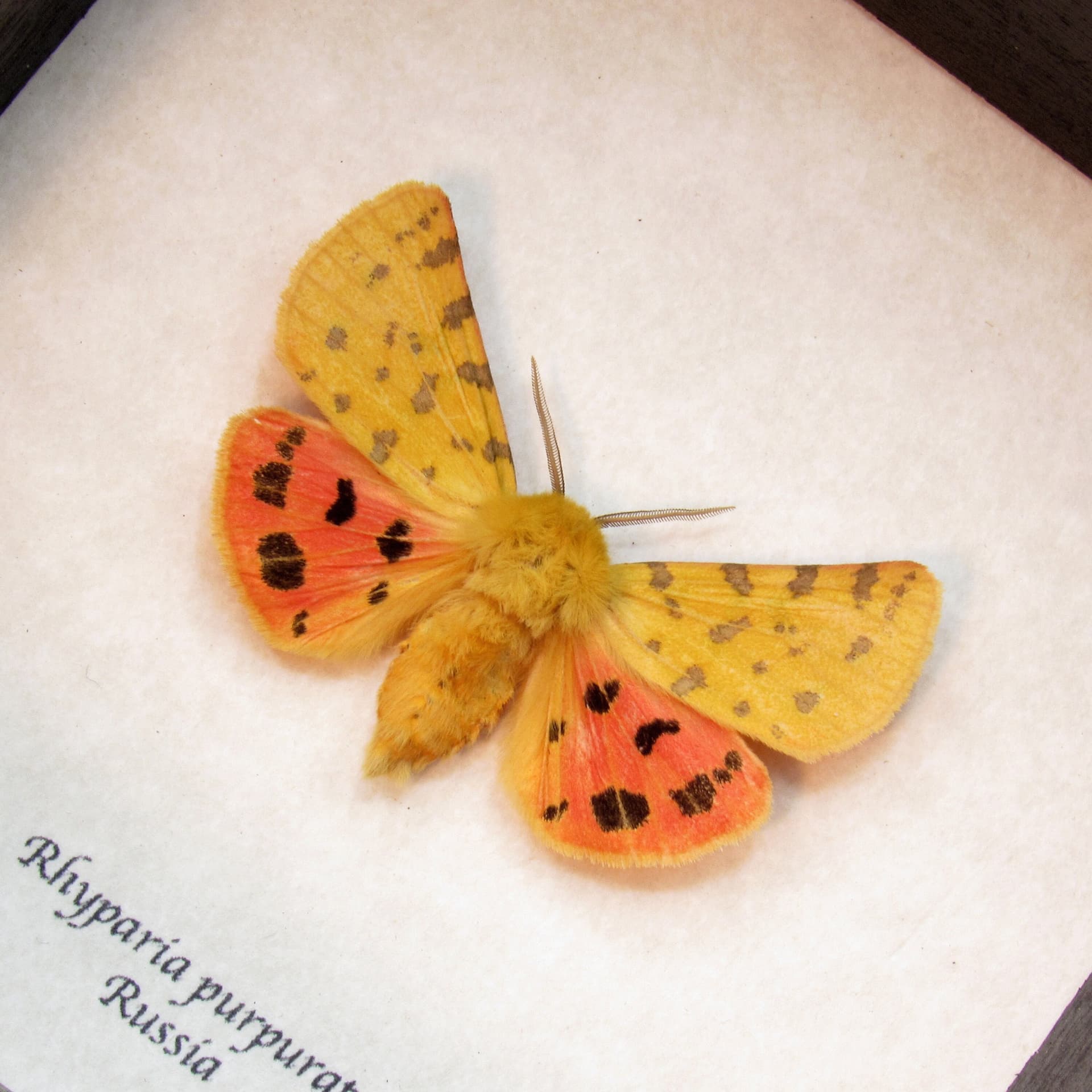 Real yellow Tiger moth framed taxidermy - Rhyparia purpurata