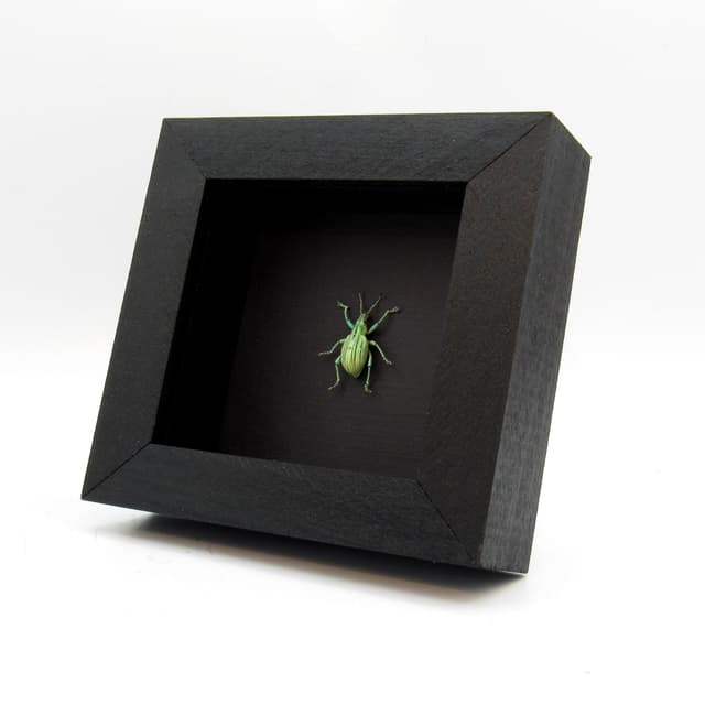 WEEVIL MANIA - Real metallic green Snout Beetle framed taxidermy - Celebia arrogans