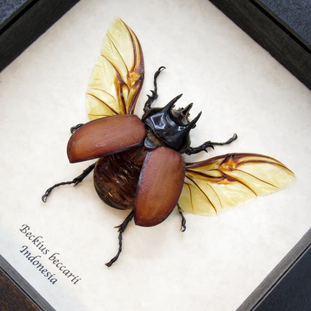 Large real Rhinoceros beetle framed taxidermy - Beckius beccarii
