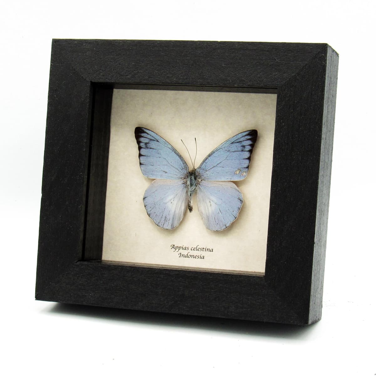 Real Blue Albatross butterfly framed taxidermy - Appias celestina