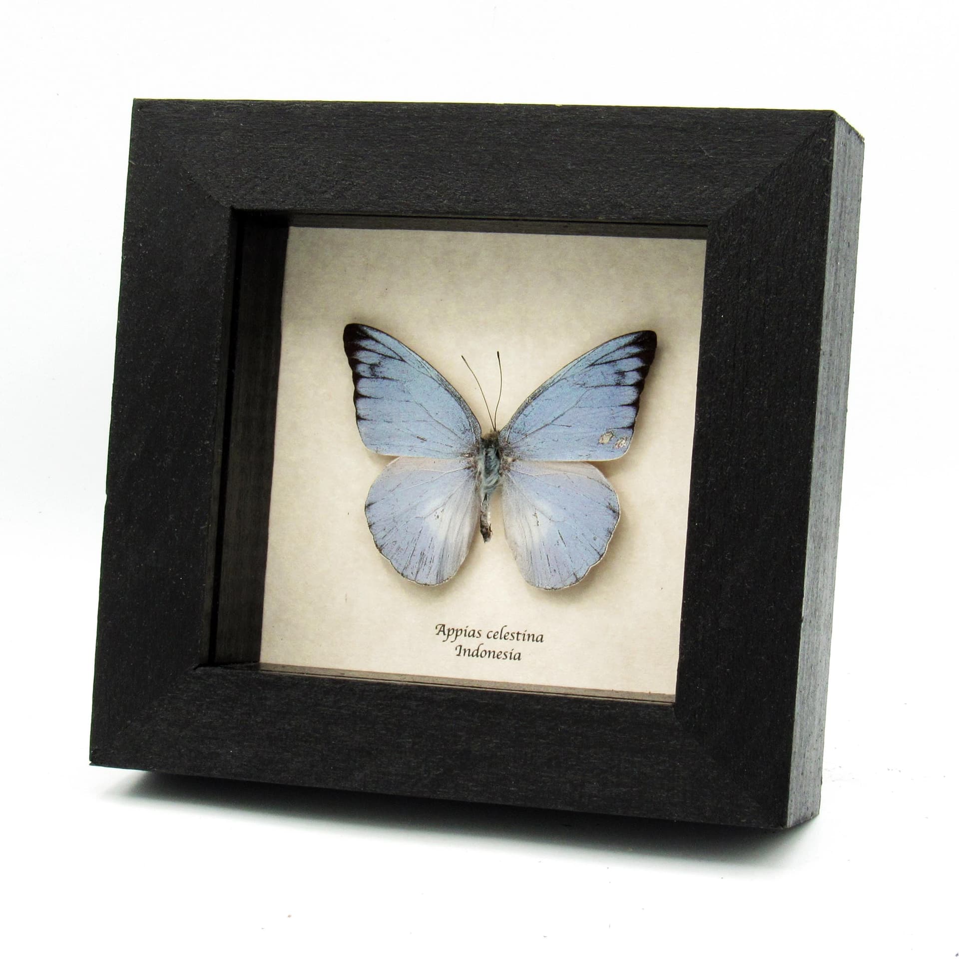 Real Blue Albatross butterfly framed taxidermy - Appias celestina