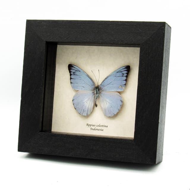 Real Blue Albatross butterfly framed taxidermy - Appias celestina