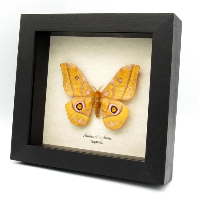 Real Yellow Emperor moth framed taxidermy - Gonibrasia dione