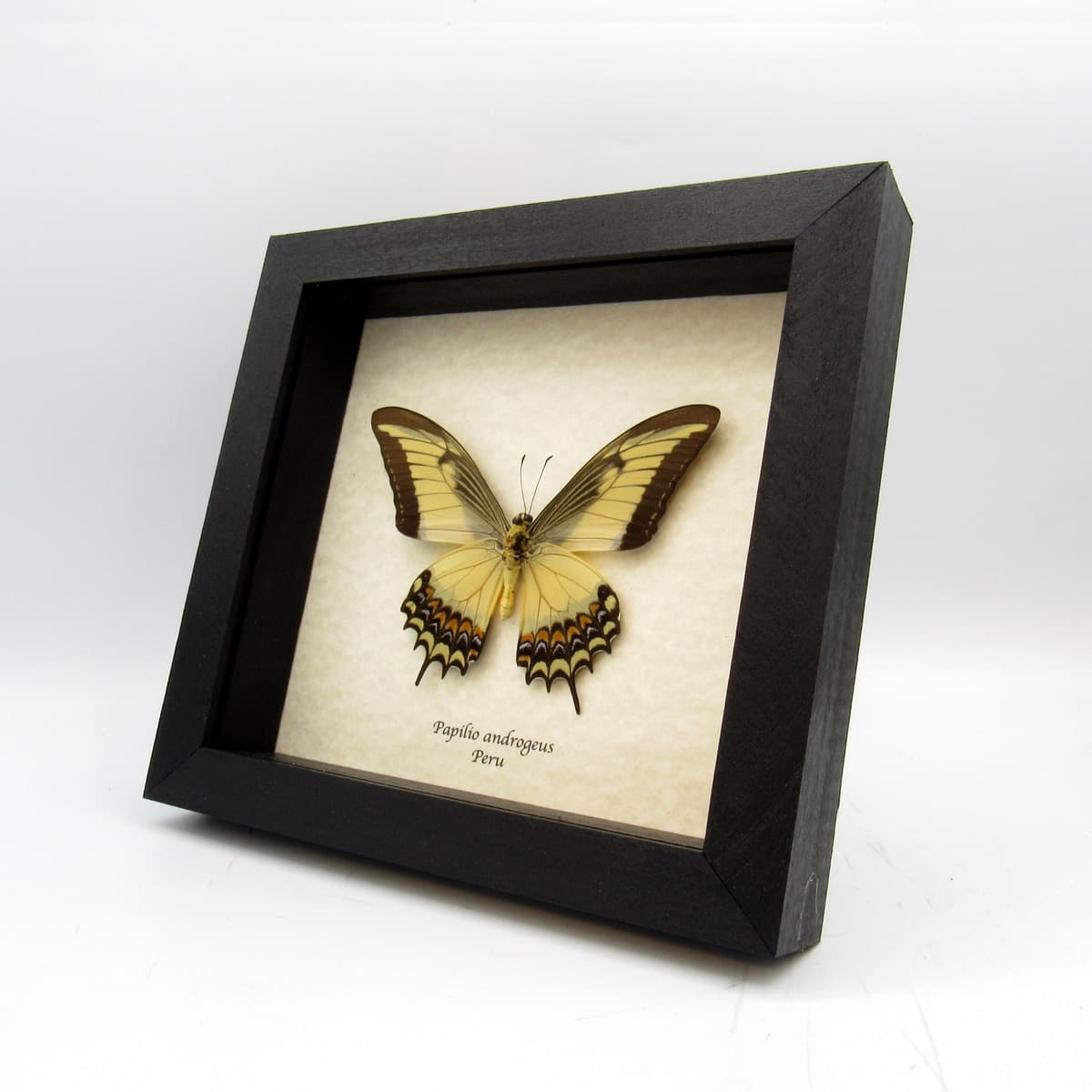 Large yellow Queen Swallowtail framed taxidermy - Papilio androgeus