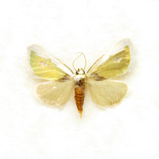 Tiny rare metallic gold Poetry moth framed taxidermy - Neumoegenia poetica