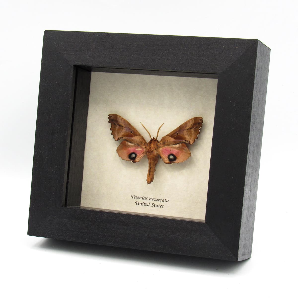 Real pink Blinded Sphinx moth framed taxidermy - Paonias excaecata