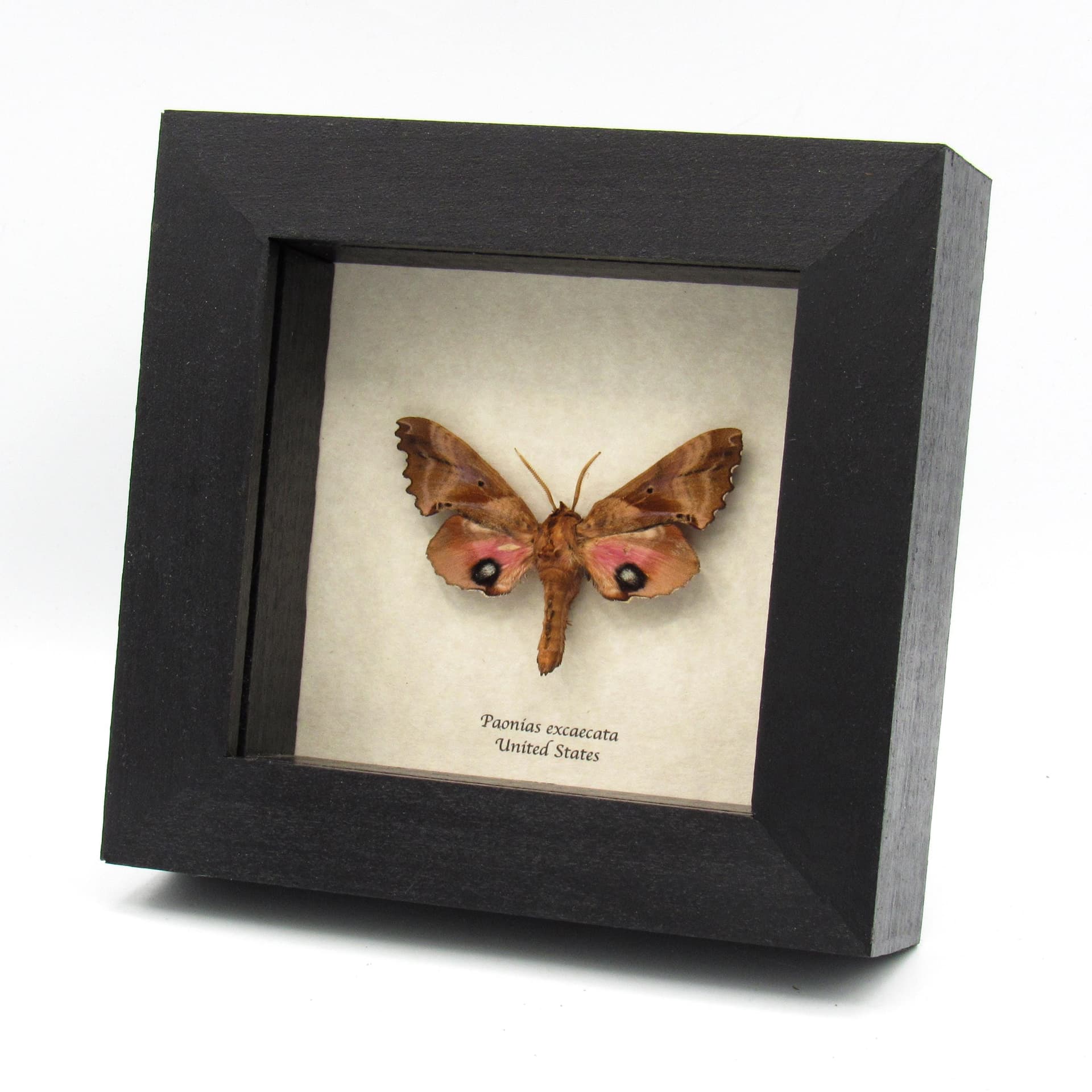 Real pink Blinded Sphinx moth framed taxidermy - Paonias excaecata