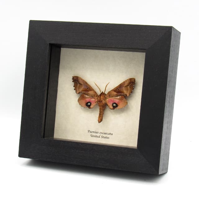 Real pink Blinded Sphinx moth framed taxidermy - Paonias excaecata