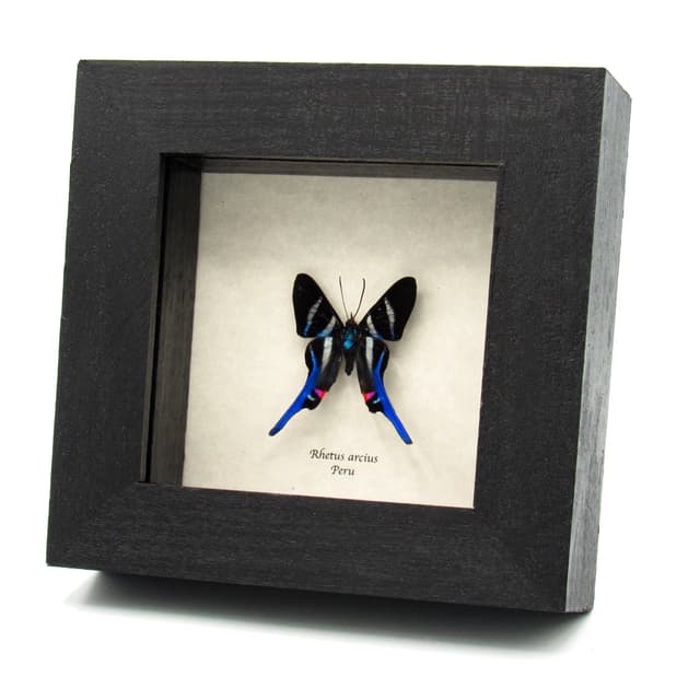 Real tiny Metalmark butterfly framed taxidermy - Rhetus arcius