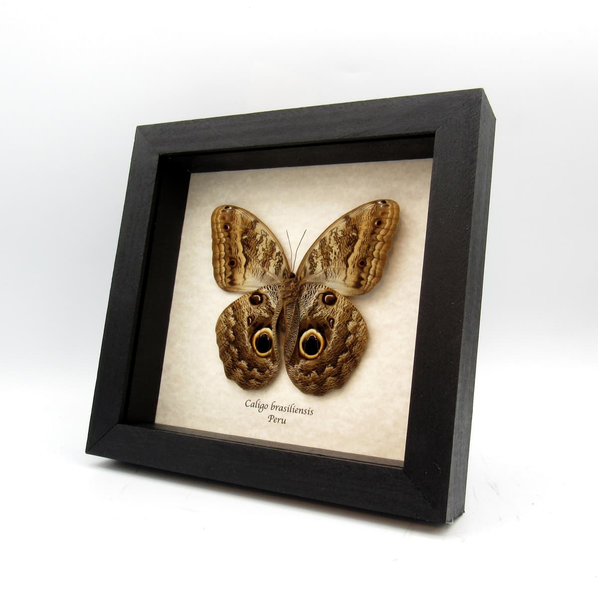 Real Giant Owl butterfly - Caligo brasiliensis