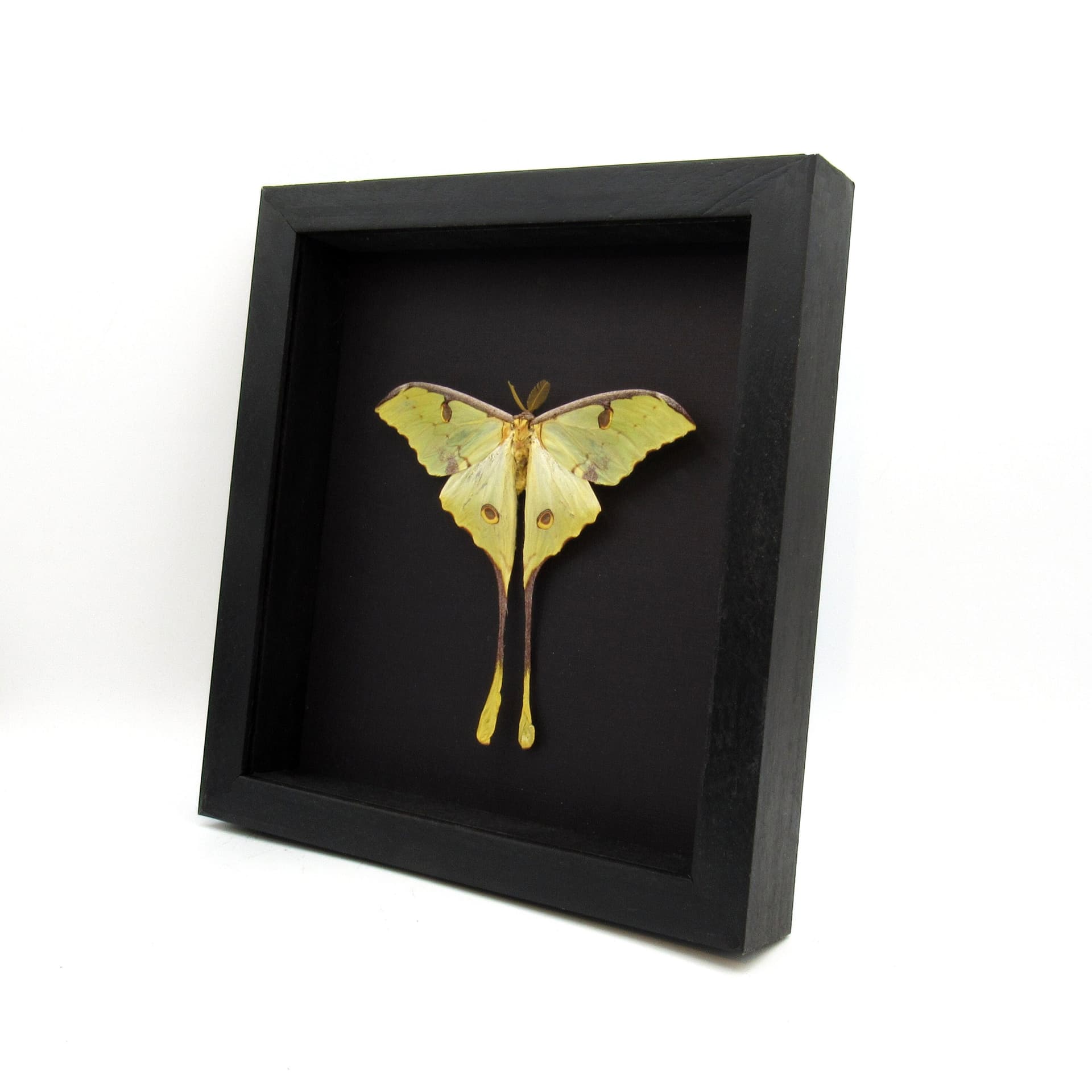 Real African Moon Moth framed taxidermy - Argema mimosae - Victorian mount