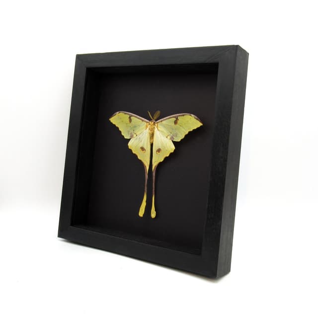 Real African Moon Moth framed taxidermy - Argema mimosae - Victorian mount