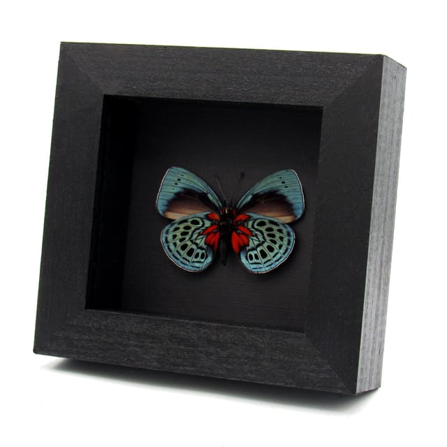 Real metallic Leprieur's Glory butterfly framed taxidermy - Asterope leprieuri