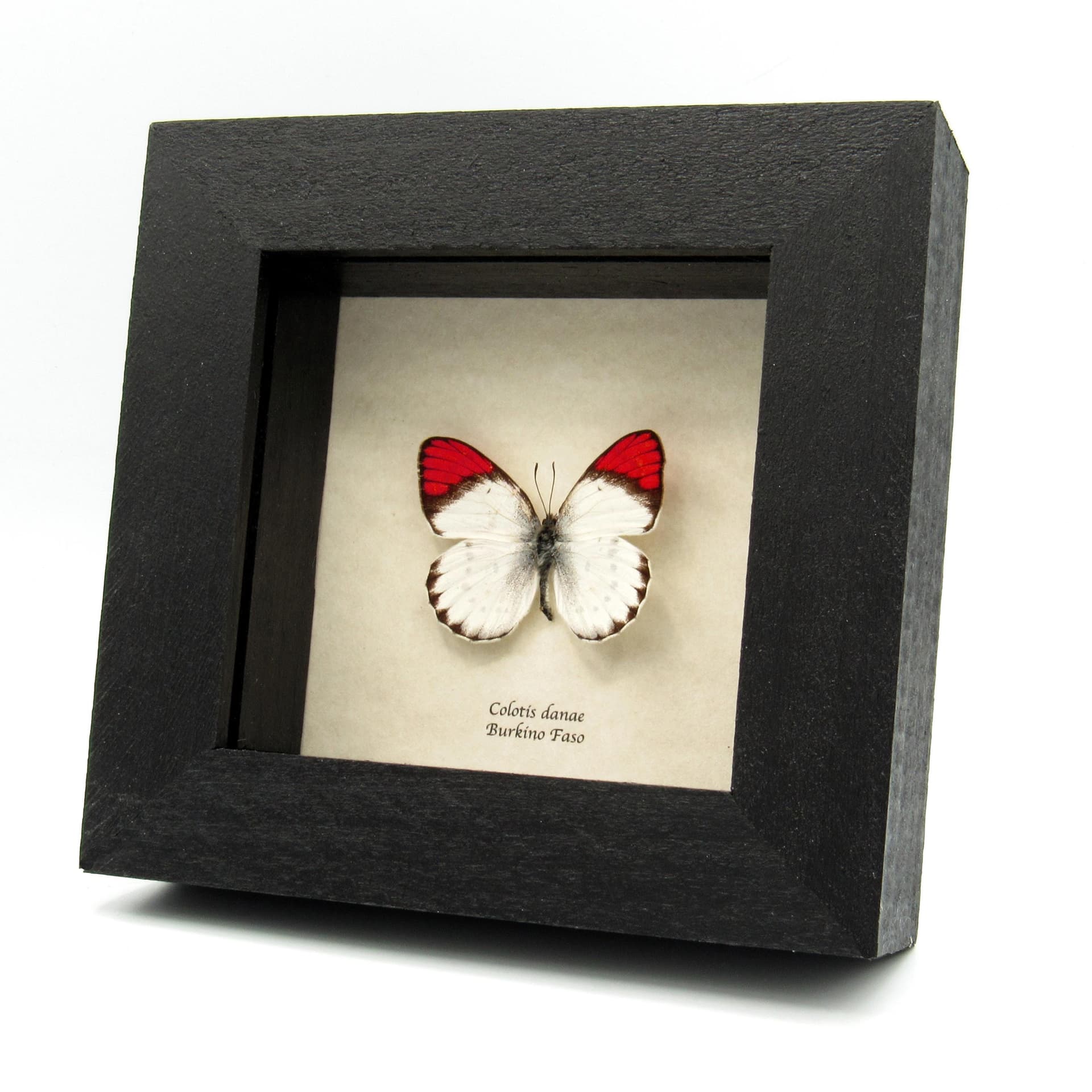 Real Red Tip butterfly framed taxidermy - Colotis danae