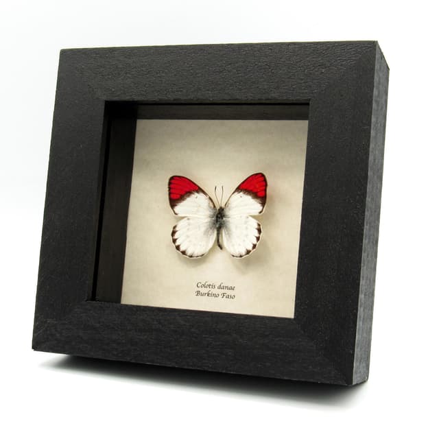 Real Red Tip butterfly framed taxidermy - Colotis danae