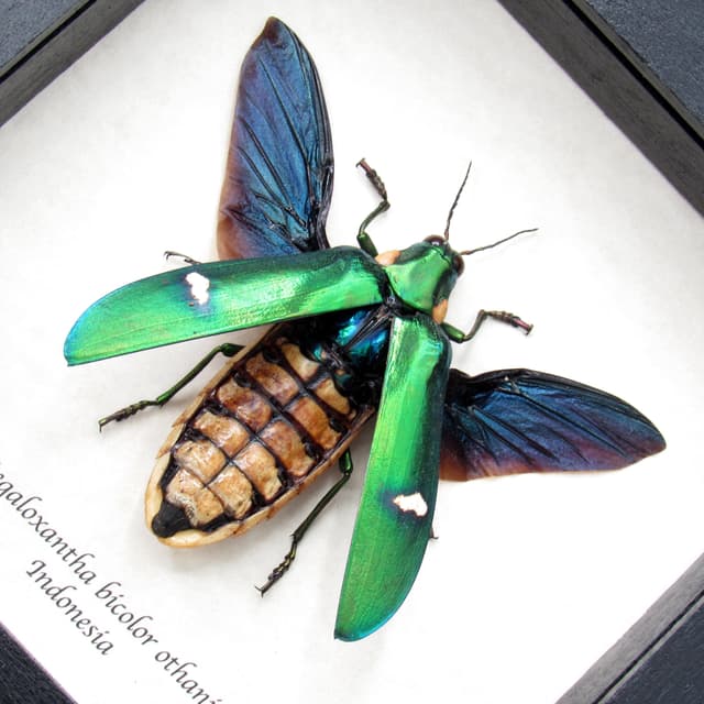 Real metallic green beetle framed taxidermy - Megaloxantha bicolor othanii