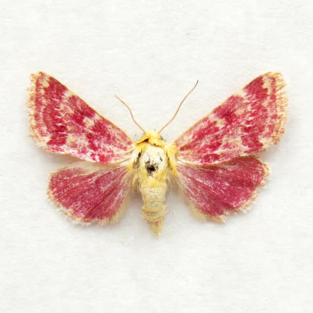 Real tiny magenta Painted Schinia moth - Schinia volupia