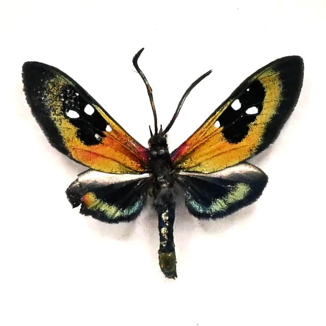 Rare metallic green Princely tiger moth framed taxidermy - Chrysocale splendens