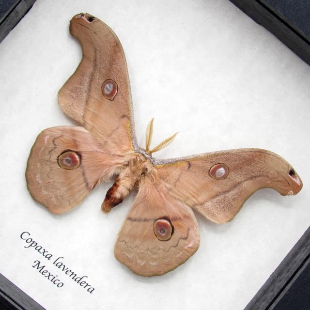 Rare Mexican Silk moth framed taxidermy - Copaxa lavendera