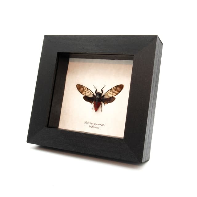 Real Red Devil Cicada framed taxidermy - Huechys incarnata
