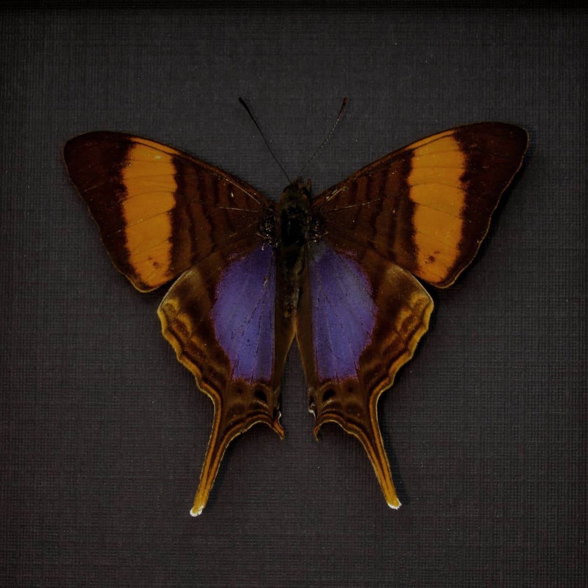 Real purple butterfly framed taxidermy - Marpesia corinna - Victorian mount