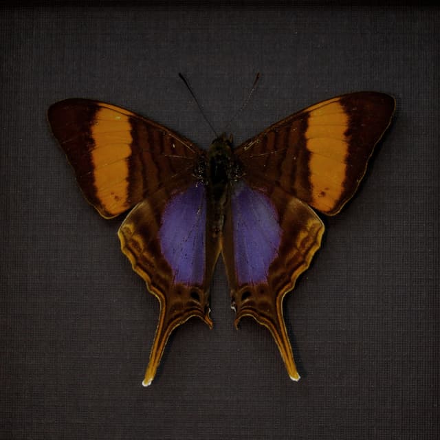 Real purple butterfly framed taxidermy - Marpesia corinna - Victorian mount