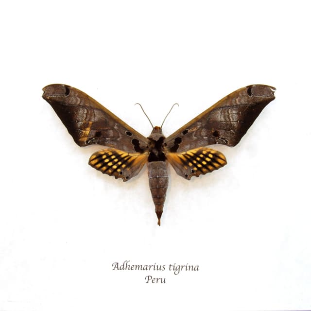 Large Sphinx moth framed taxidermy - Adhemarius tigrina