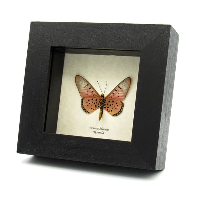 Real pink Acraea butterfly framed taxidermy -  Acraea braesia